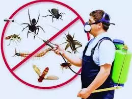 Termite Control Treatment Services in Lahore – Protect Your Home from Hidden Damage
