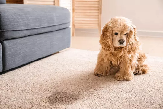 Why Pet Odor Removal in Queens Is Essential for Every Pet Owner