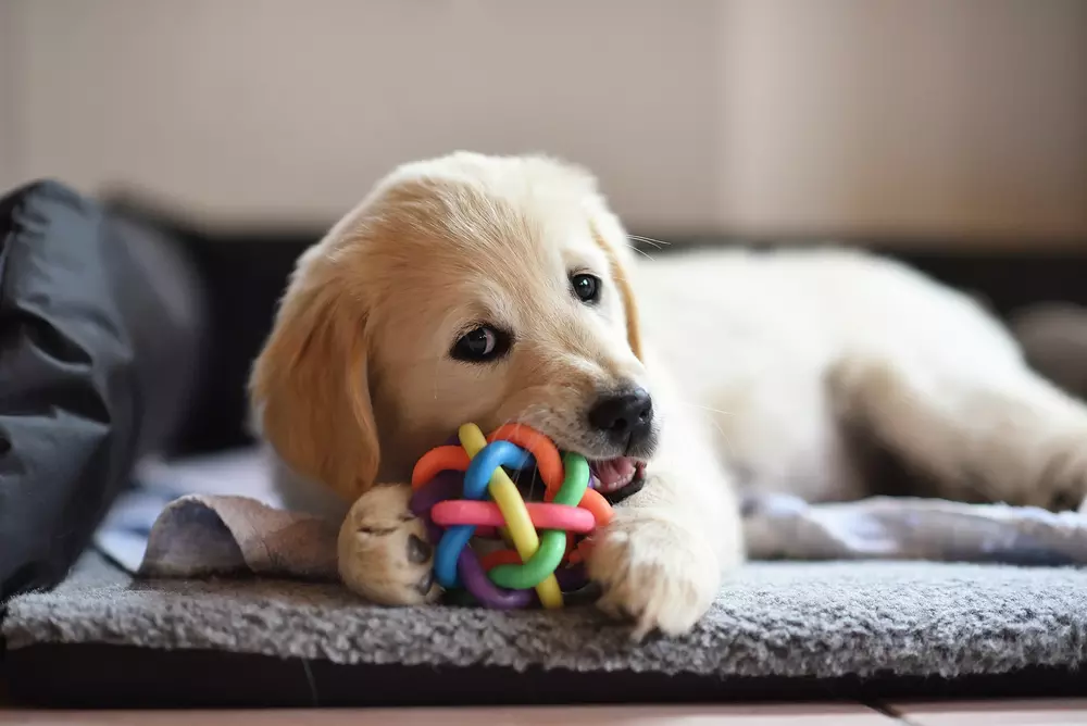 The Importance of Durable Chew Dog Toys for Your Pet’s Health