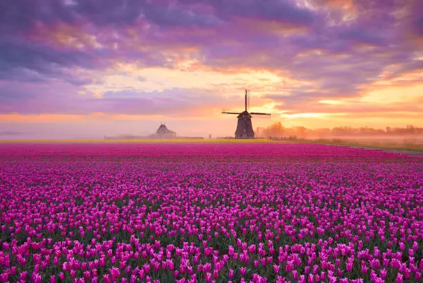 Best Tulip Fields to See in the Netherlands