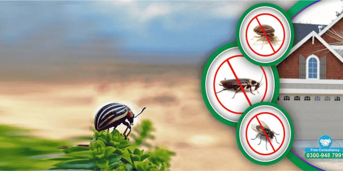 Struggling with Pests? Get Expert Pest Control Now!