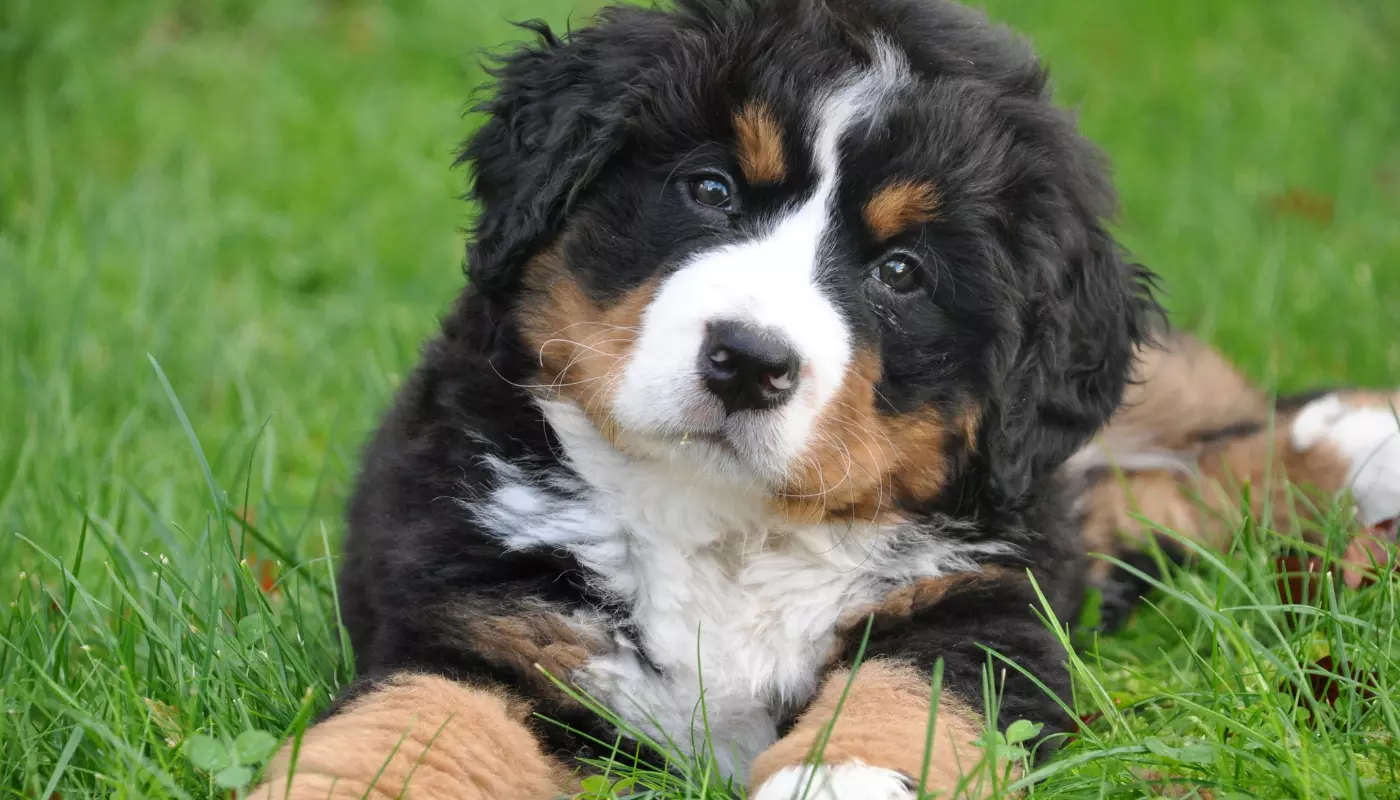 Bringing Home a Bernedoodle Puppy: A First-Night Survival Guide