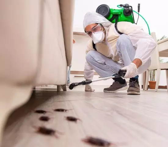 Top-Rated Termite Control Services in Lahore You Can Trust