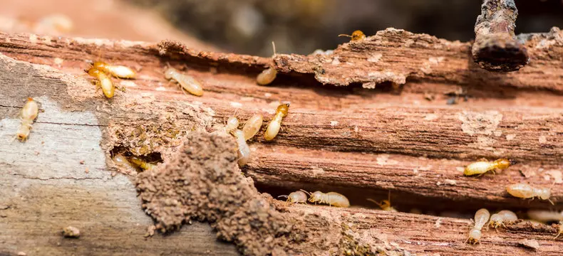 Keep Termites Out for Good: How to Spot Wood-Destroying Insects Early and Choose the Right Termite Treatment