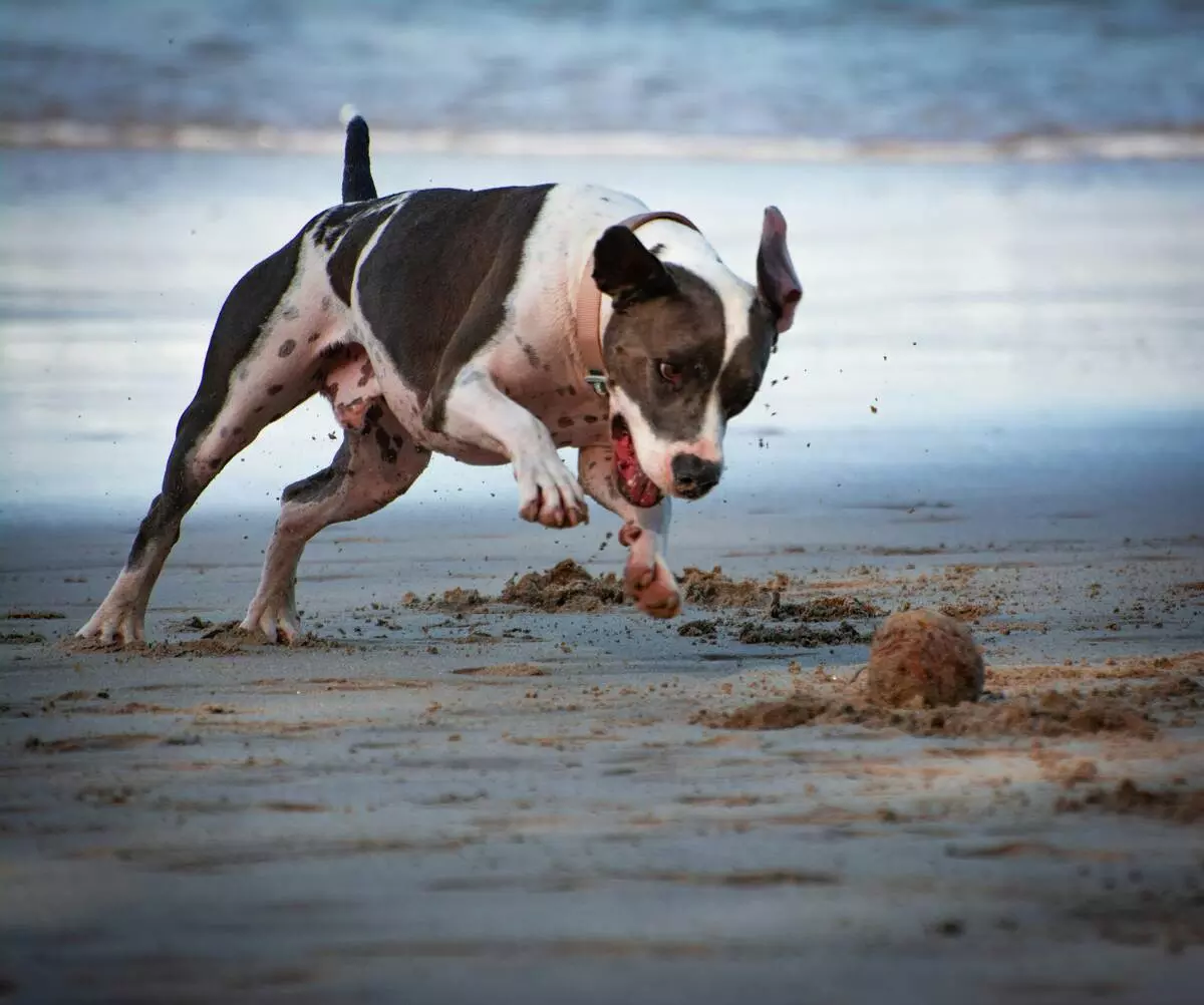 Most Aggressive Dog Breeds: Understanding Mean and Dangerous Dogs